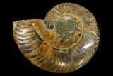 Cut & Polished Ammonite Fossil (Half) - Agate Replaced #146217-1